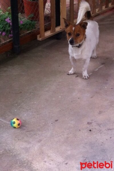 Jack Russell Terrier, Köpek  potter fotoğrafı