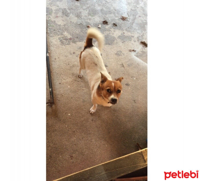 Jack Russell Terrier, Köpek  potter fotoğrafı