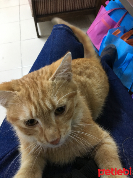 Sarman, Kedi  Tarçın fotoğrafı