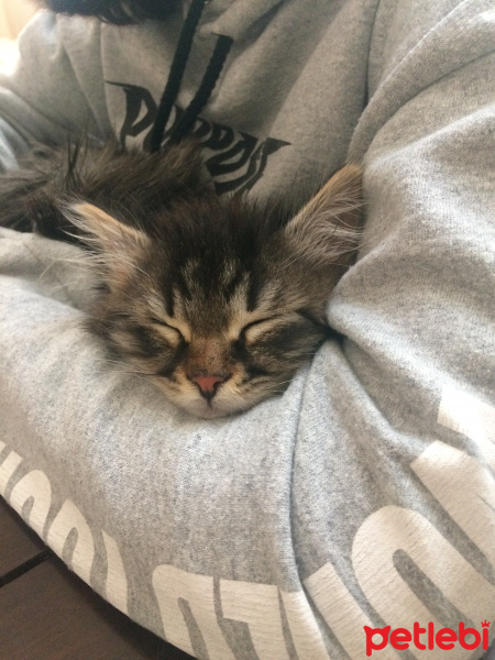 Sibirya Kedisi, Kedi  Boncuk fotoğrafı