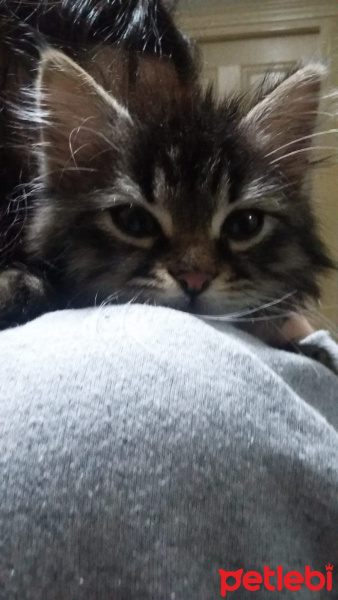 Sibirya Kedisi, Kedi  Boncuk fotoğrafı