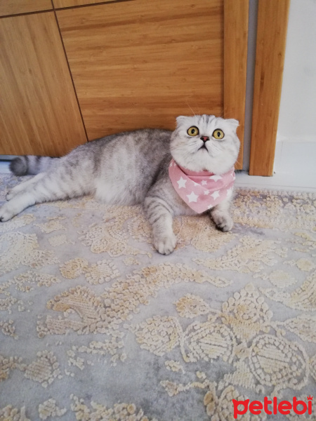 Scottish Fold, Kedi  Mişha fotoğrafı
