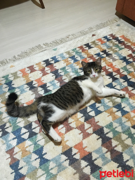 Tekir Kedi, Kedi  Boncuk fotoğrafı