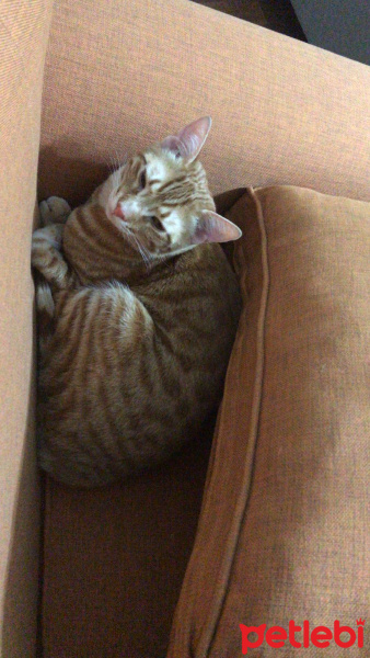 Sarman, Kedi  Bambam fotoğrafı