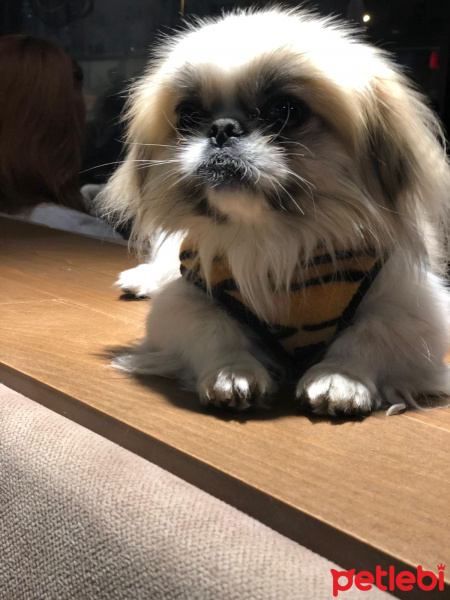 Pekingese, Köpek  ODİE fotoğrafı