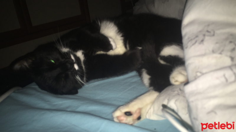 Tekir Kedi, Kedi  Gece fotoğrafı