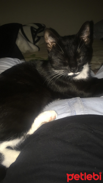 Tekir Kedi, Kedi  Gece fotoğrafı