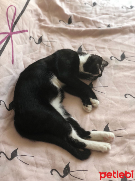 Tekir Kedi, Kedi  Gece fotoğrafı
