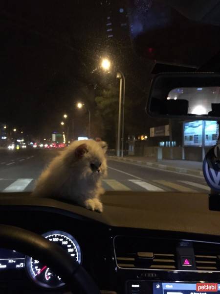 İran Kedisi (Persian), Kedi  Minnak fotoğrafı