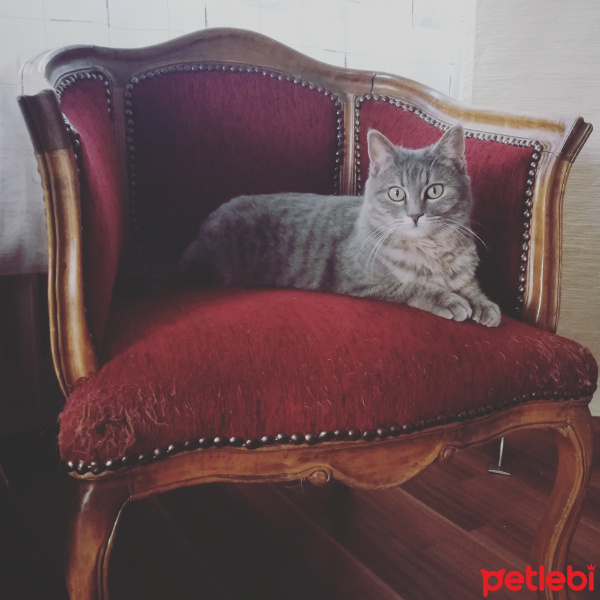 Tekir Kedi, Kedi  Patik fotoğrafı