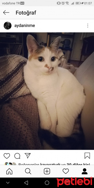 Tekir Kedi, Kedi  Üzü fotoğrafı