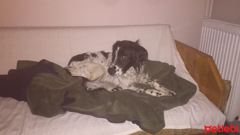 İngiliz Setter, Köpek  Poli fotoğrafı