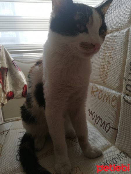 Tekir Kedi, Kedi  Beste fotoğrafı