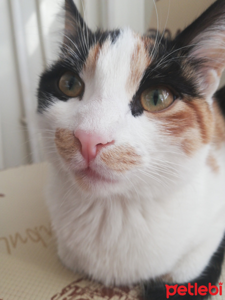 Tekir Kedi, Kedi  Beste fotoğrafı