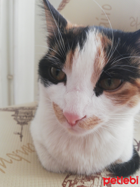 Tekir Kedi, Kedi  Beste fotoğrafı