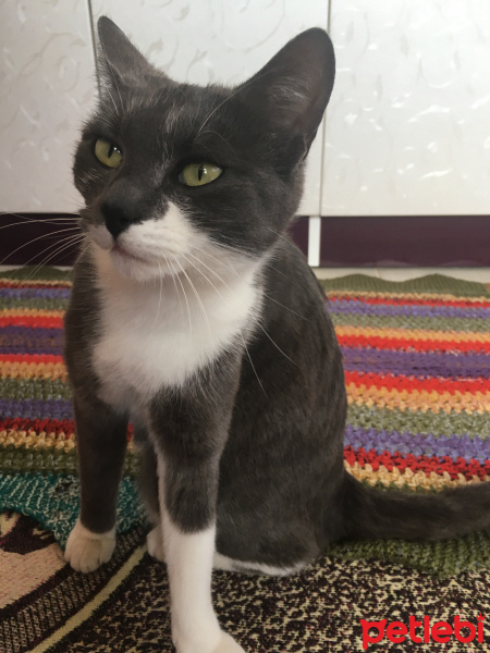 Tekir Kedi, Kedi  Duman fotoğrafı