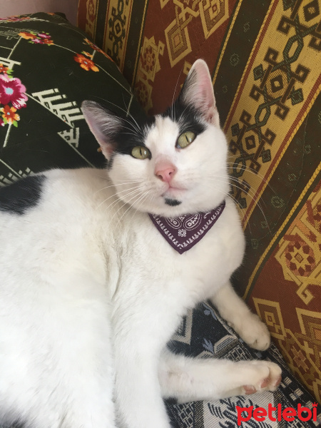 Tekir Kedi, Kedi  Semanur fotoğrafı