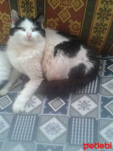 Tekir Kedi, Kedi  Pamuk fotoğrafı