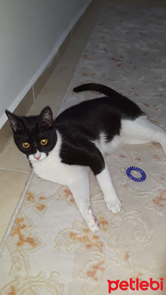 Tekir Kedi, Kedi  Coco fotoğrafı