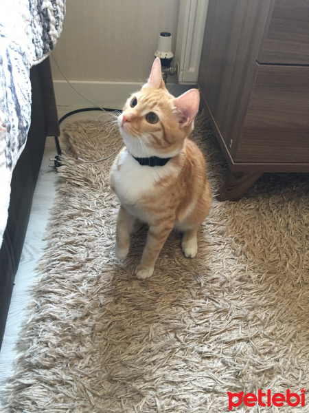 Tekir Kedi, Kedi  Kaju fotoğrafı