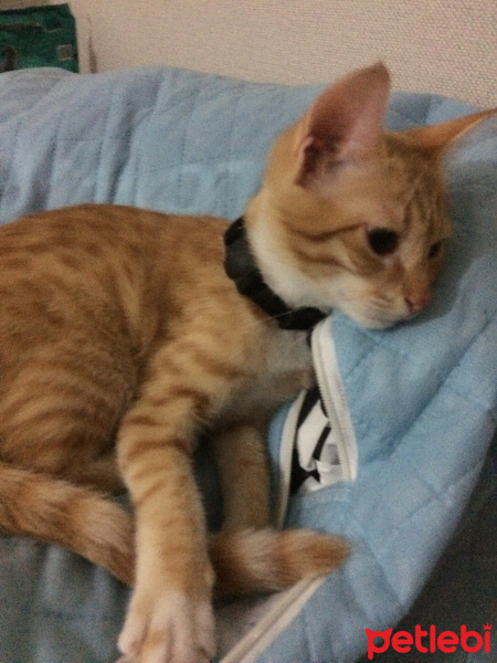 Tekir Kedi, Kedi  Kaju fotoğrafı