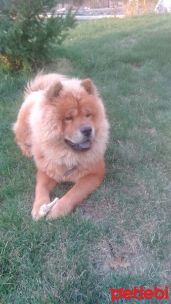 Chow Chow (çin Aslanı), Köpek  Rocky fotoğrafı