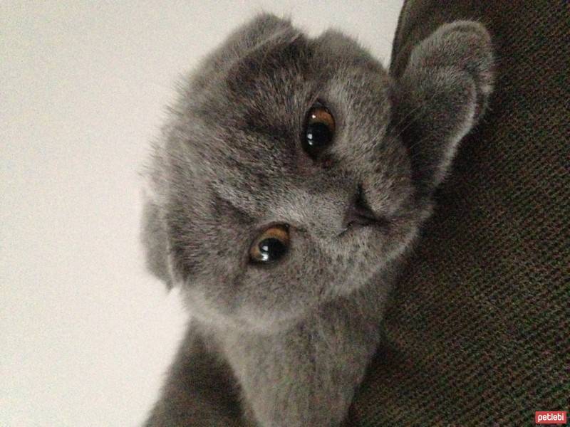 Scottish Fold, Kedi  Zeus fotoğrafı