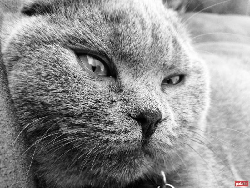 Scottish Fold, Kedi  Zeus fotoğrafı