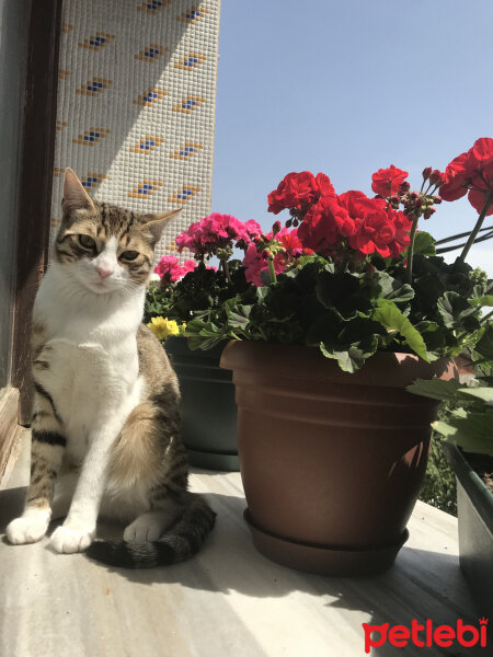 Tekir Kedi, Kedi  hamsi fotoğrafı