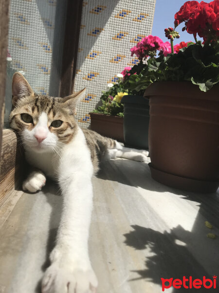 Tekir Kedi, Kedi  hamsi fotoğrafı