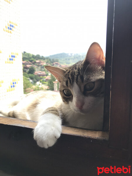 Tekir Kedi, Kedi  hamsi fotoğrafı