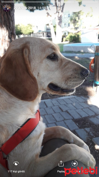 Labrador Retriever, Köpek  Tarçın fotoğrafı