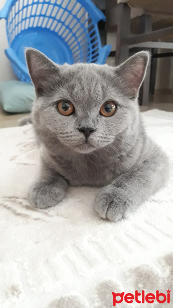 British Shorthair, Kedi  Leyla fotoğrafı