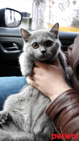 British Shorthair, Kedi  Leyla fotoğrafı