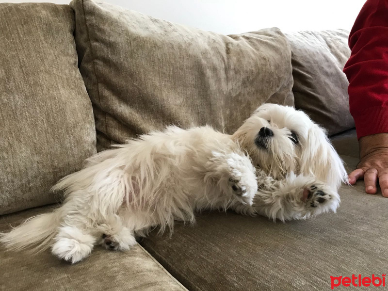 Maltese, Köpek  Nohut fotoğrafı
