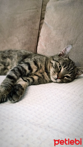 Tekir Kedi, Kedi  Keşan fotoğrafı