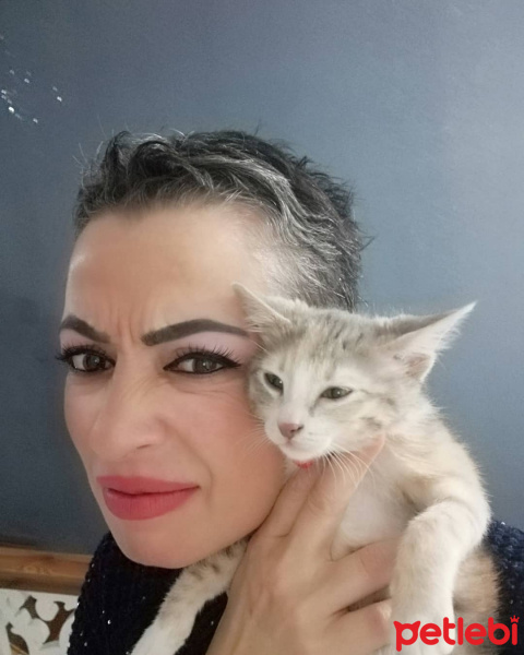 Tekir Kedi, Kedi  Şilan fotoğrafı