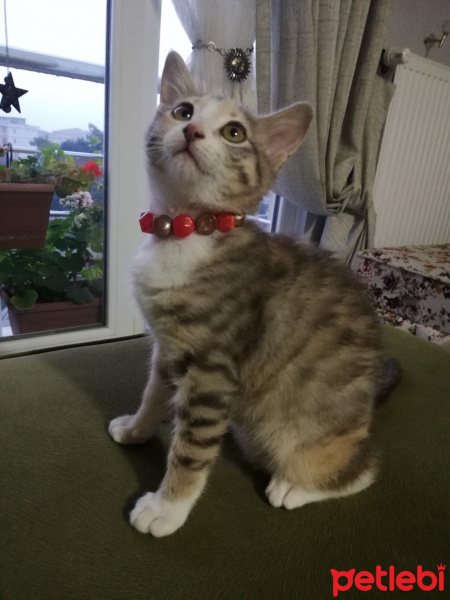 Tekir Kedi, Kedi  Şilan fotoğrafı
