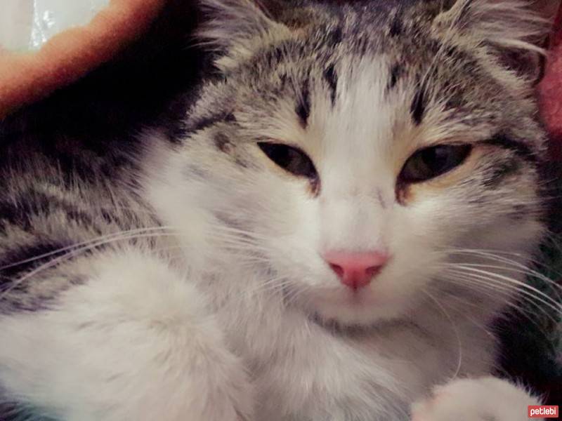 Tekir Kedi, Kedi  İsim Koymadık fotoğrafı