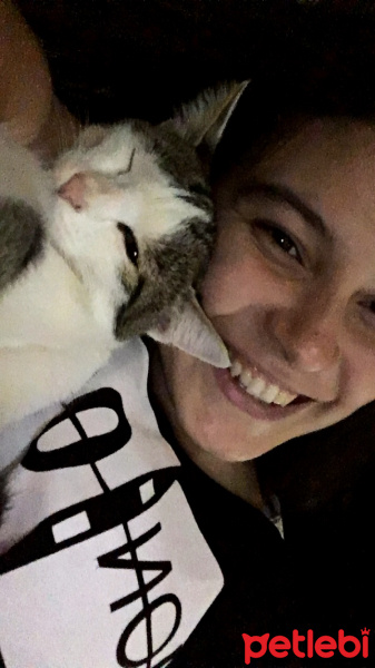 Sarman, Kedi  Pırıl fotoğrafı