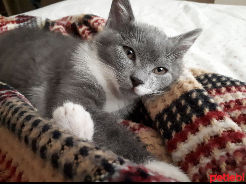 Mavi Rus, Kedi  Trick fotoğrafı