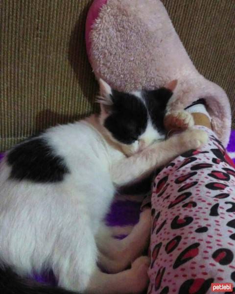 Tekir Kedi, Kedi  Orti fotoğrafı