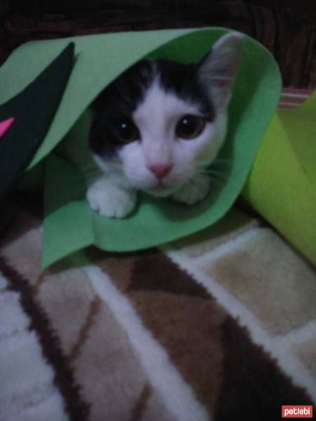 Tekir Kedi, Kedi  Orti fotoğrafı