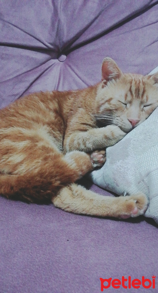 Sarman, Kedi  Çizi fotoğrafı