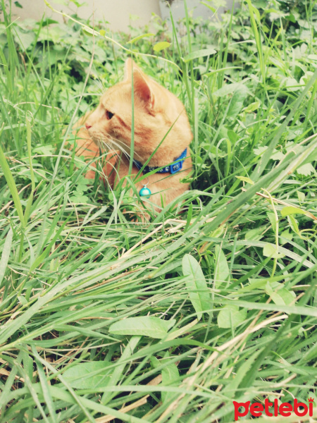Sarman, Kedi  Çizi fotoğrafı
