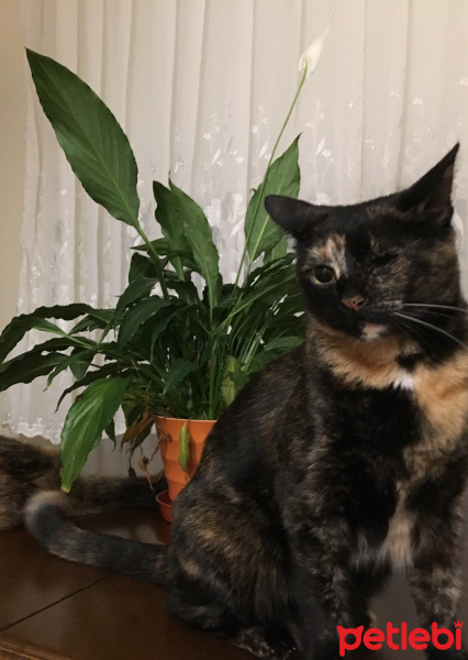 Brazilian Shorthair, Kedi  Samantha fotoğrafı