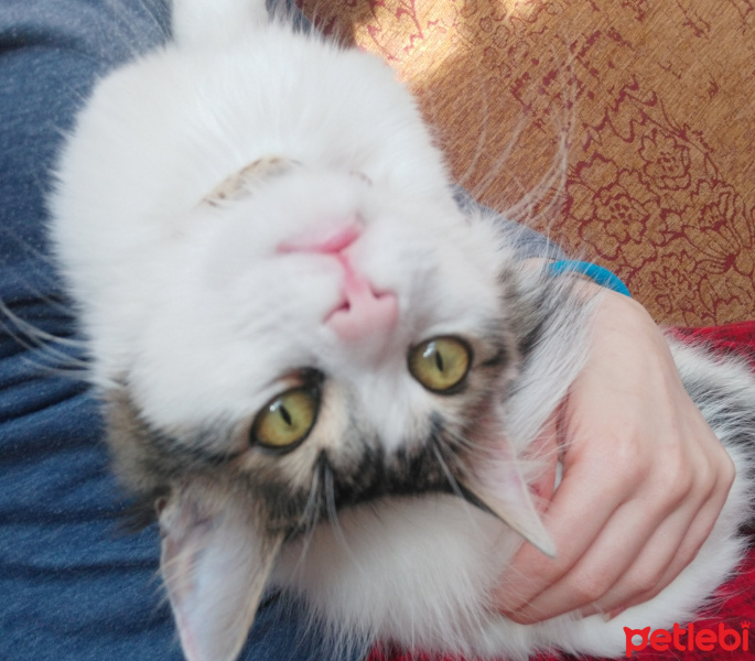 Tekir Kedi, Kedi  MATHILDAma sicak bir yuva ariyoruzz fotoğrafı