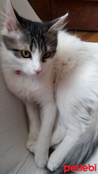 Tekir Kedi, Kedi  MATHILDAma sicak bir yuva ariyoruzz fotoğrafı