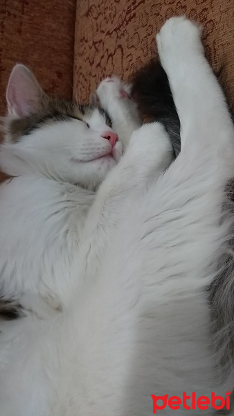 Tekir Kedi, Kedi  MATHILDAma sicak bir yuva ariyoruzz fotoğrafı