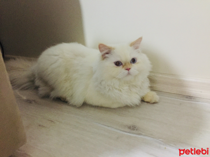İran Kedisi (Persian), Kedi  Köpük fotoğrafı